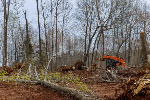 How Our Tree Care Process Works  in  Garden View, PA