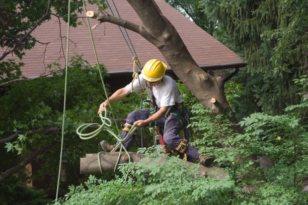 Best Tree Mulching  in Garden View, PA