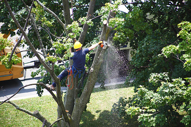 Best Tree Disease Treatment  in Garden View, PA